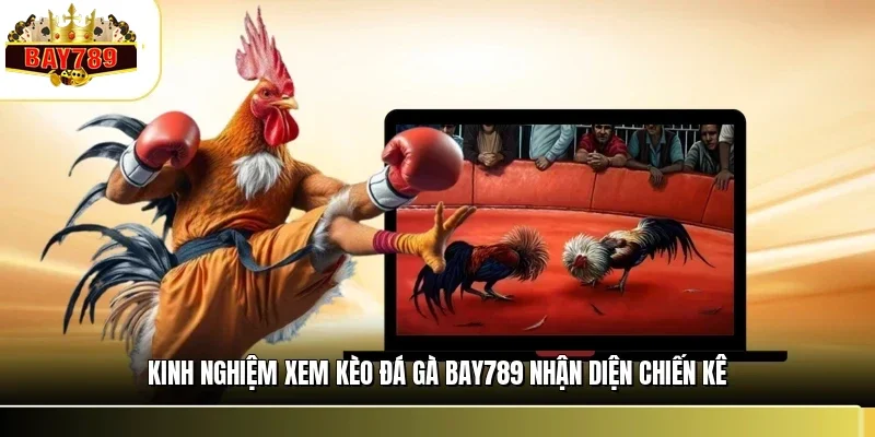Kinh nghiệm xem kèo đá gà BAY789 nhận diện chiến kê